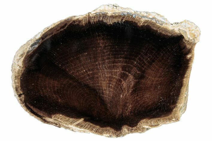 Polished Petrified Wood Slice - McDermitt, Oregon #252988